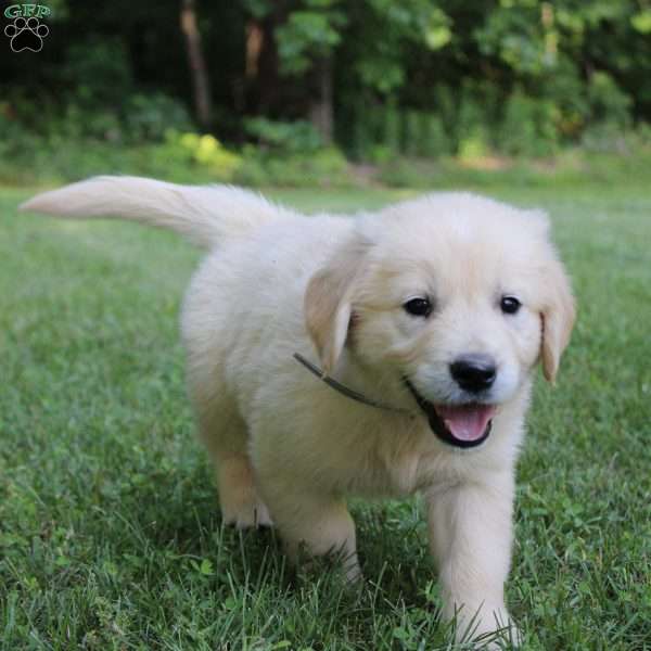 Logan, English Cream Golden Retriever Puppy